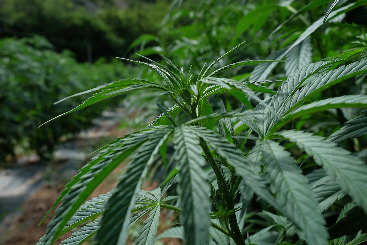 Coltivazione cannabis light