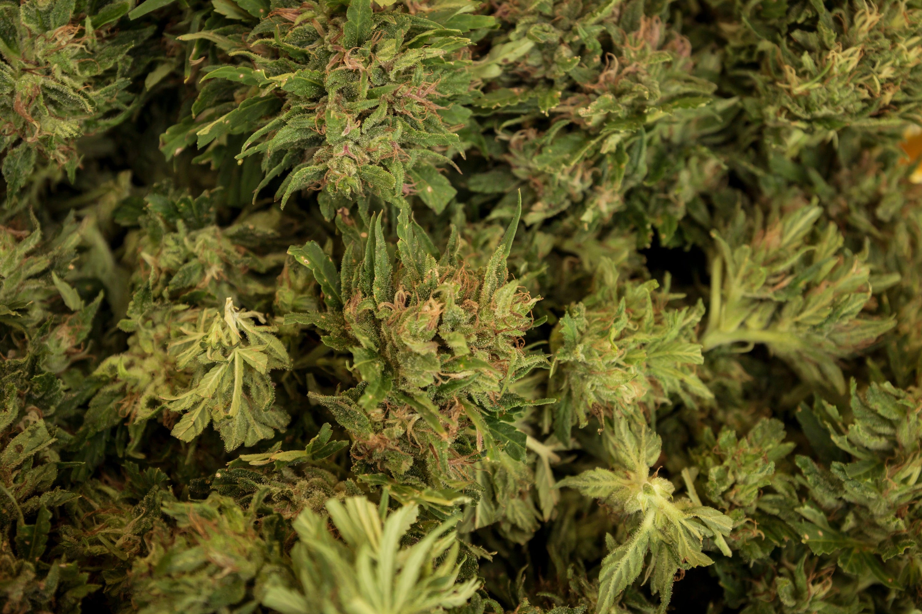 Cannabis light coltivata in Italia