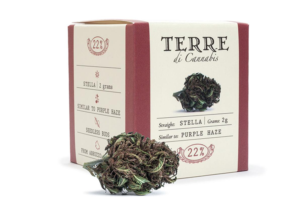 Fiore di marijuana Terre di cannabis