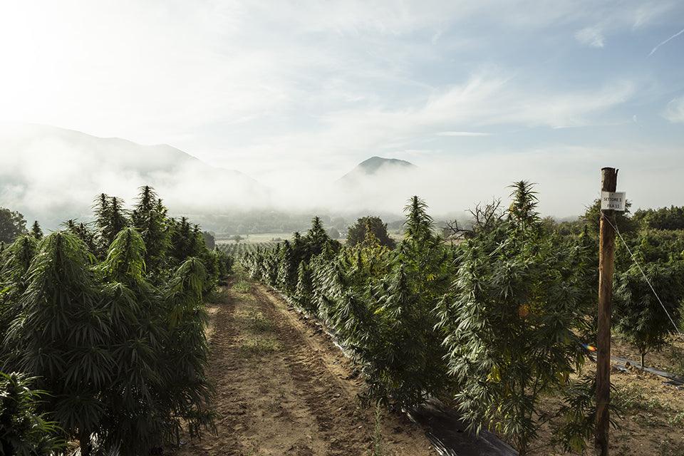 Coltivazione di marijuana legale in Italia