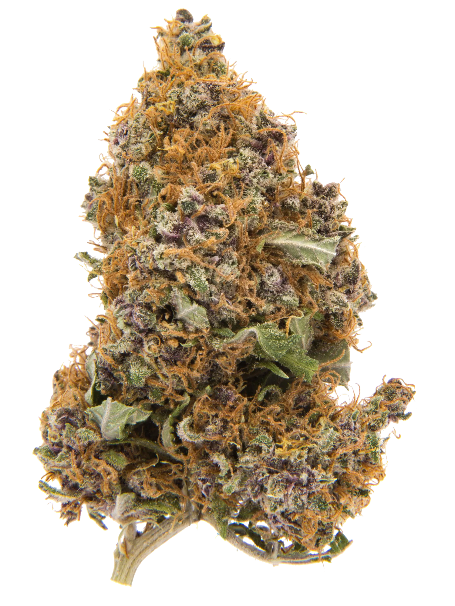 Purple Haze | CBD-Blüten