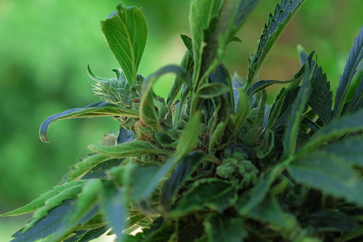 Pistilli e terpeni della cannabis