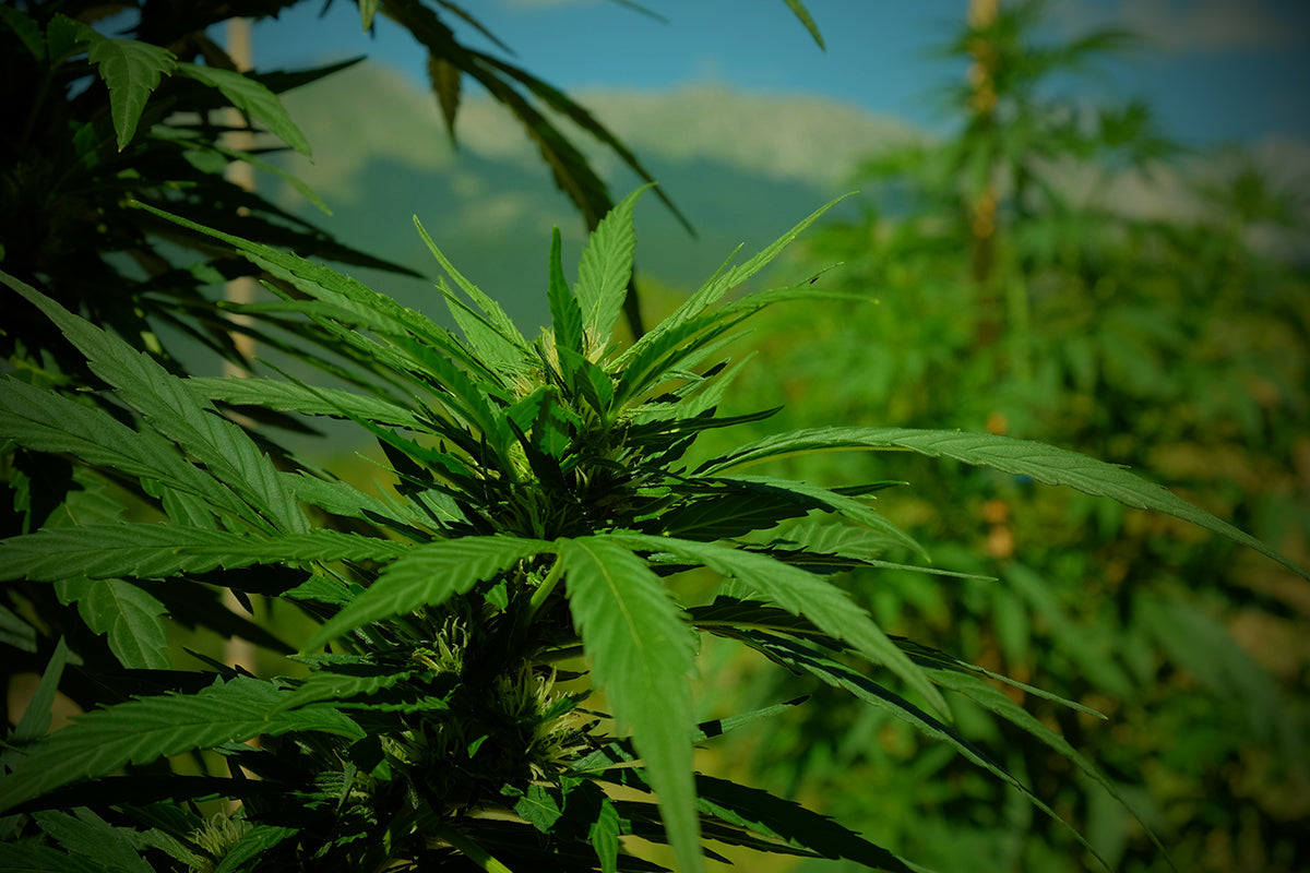 Coltivare cannabis light in Italia