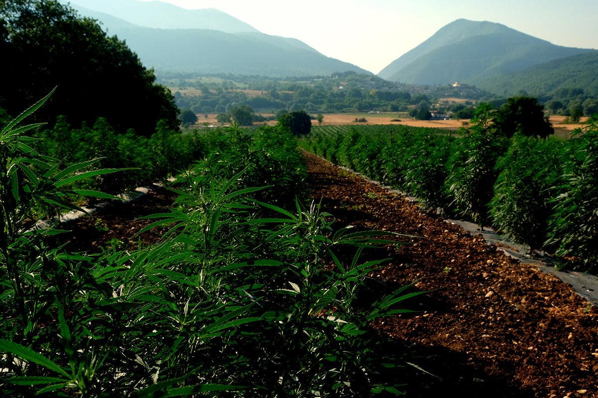 Come utilizzare gli scarti della cannabis