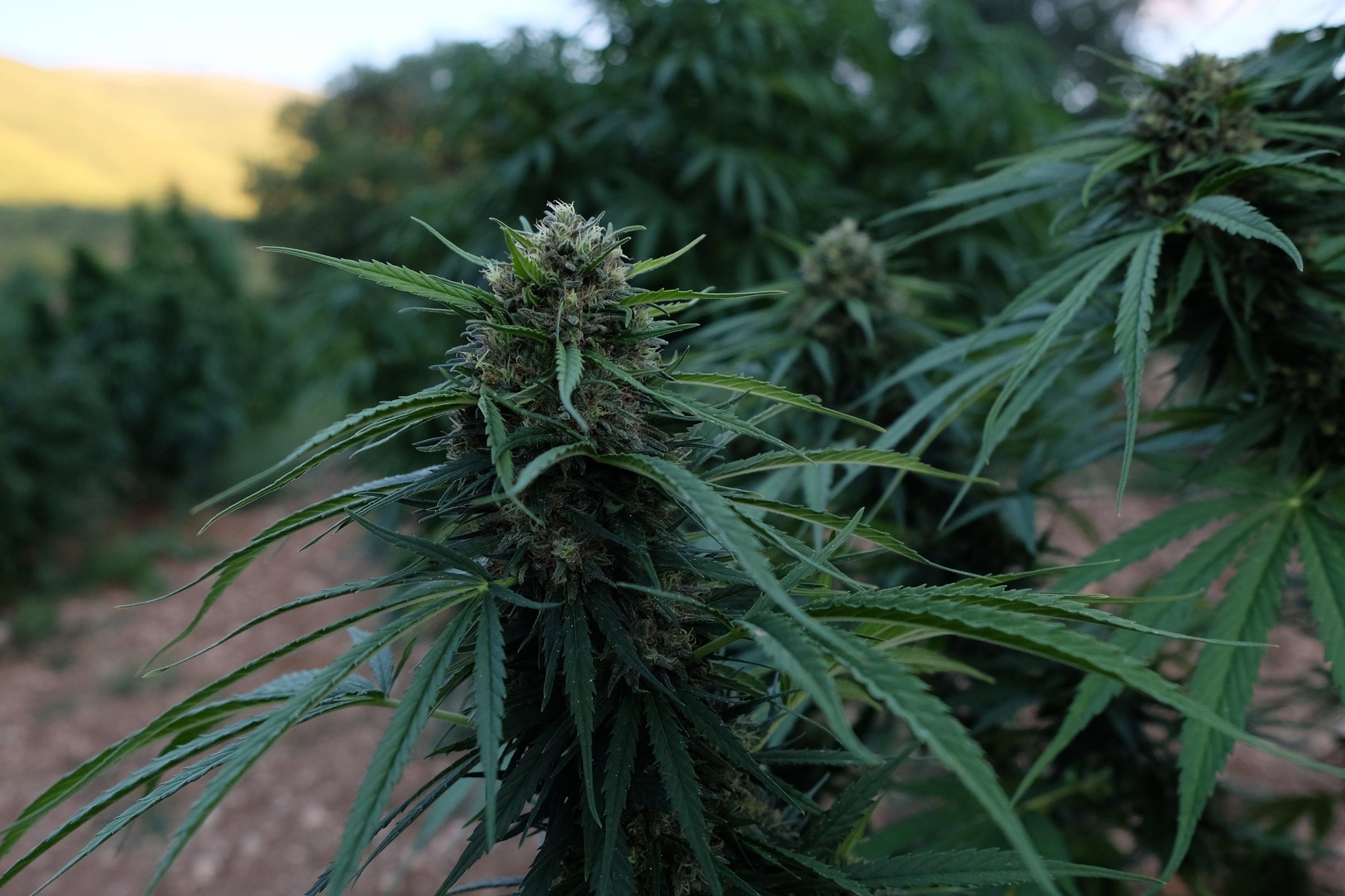 Fiore di cannabis ad alto contenuto di cbd