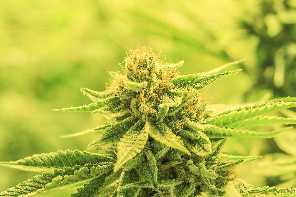 Cannabis light, un fiore in primo piano
