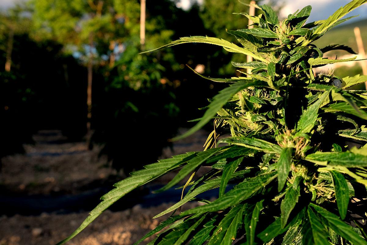 Come coltivare cannabis con la tecnica "Sea of green"