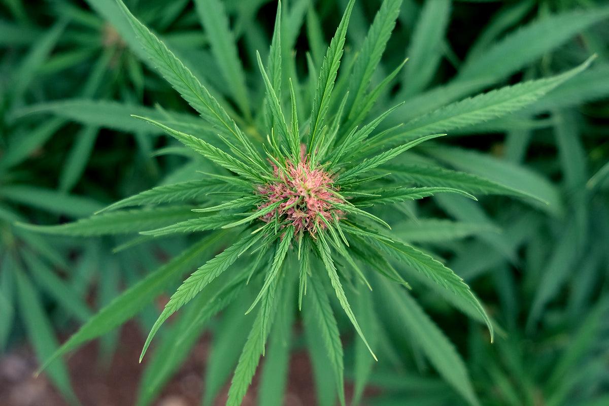 fiore di cannabis