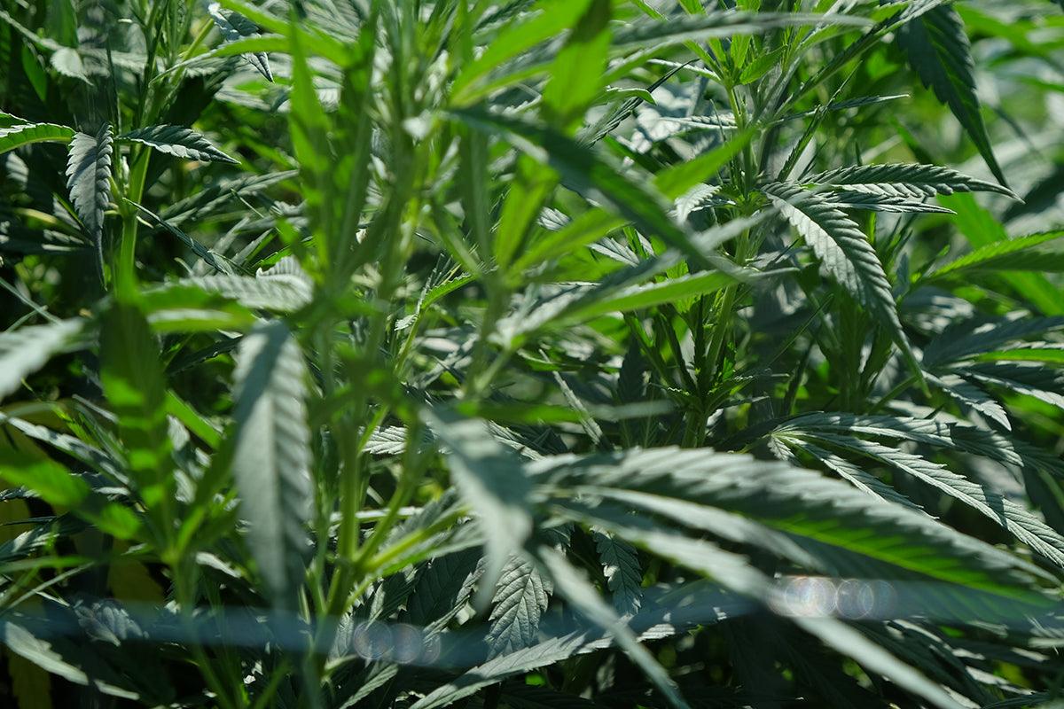 Come eliminare l odore pungente della cannabis