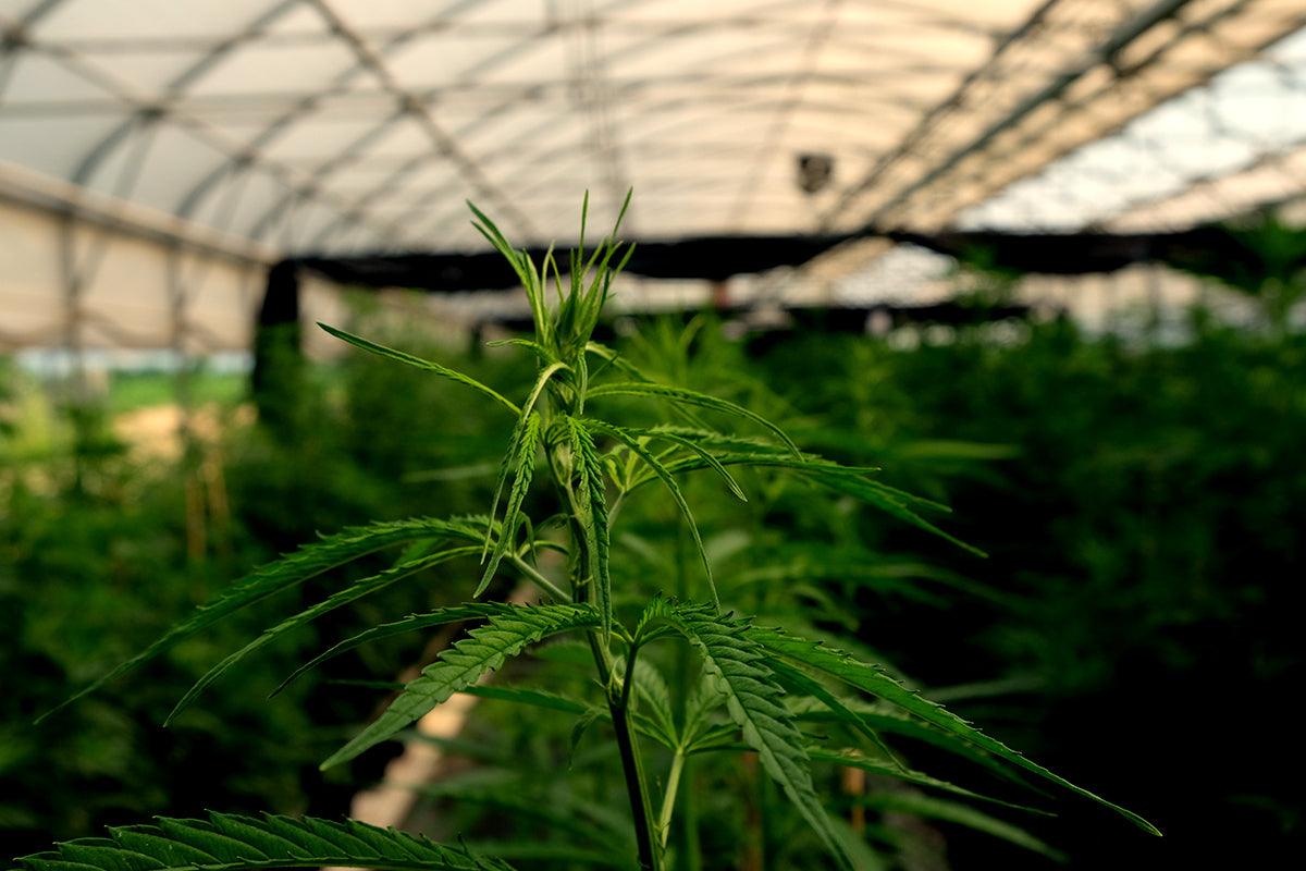 Coltivazione cannabis indoor