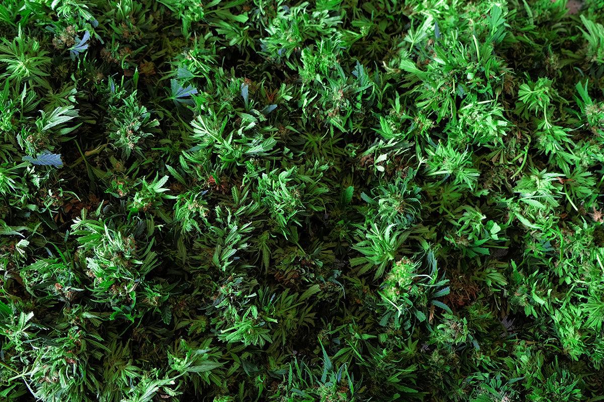 Molti fiori di Cannabis light usati come antidolorifico naturale