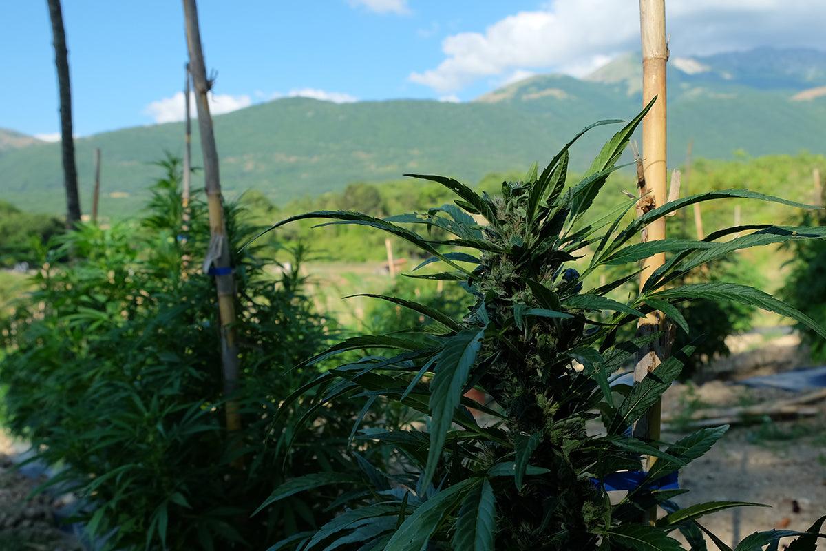 Cannabis light aiuta a dormire meglio Scopri il Vaporizzatore