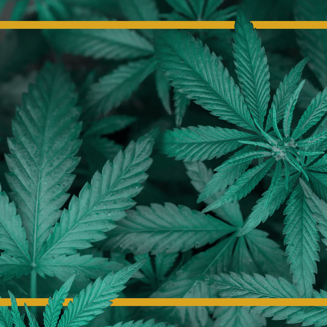 Come posso usare le foglie di marijuana?