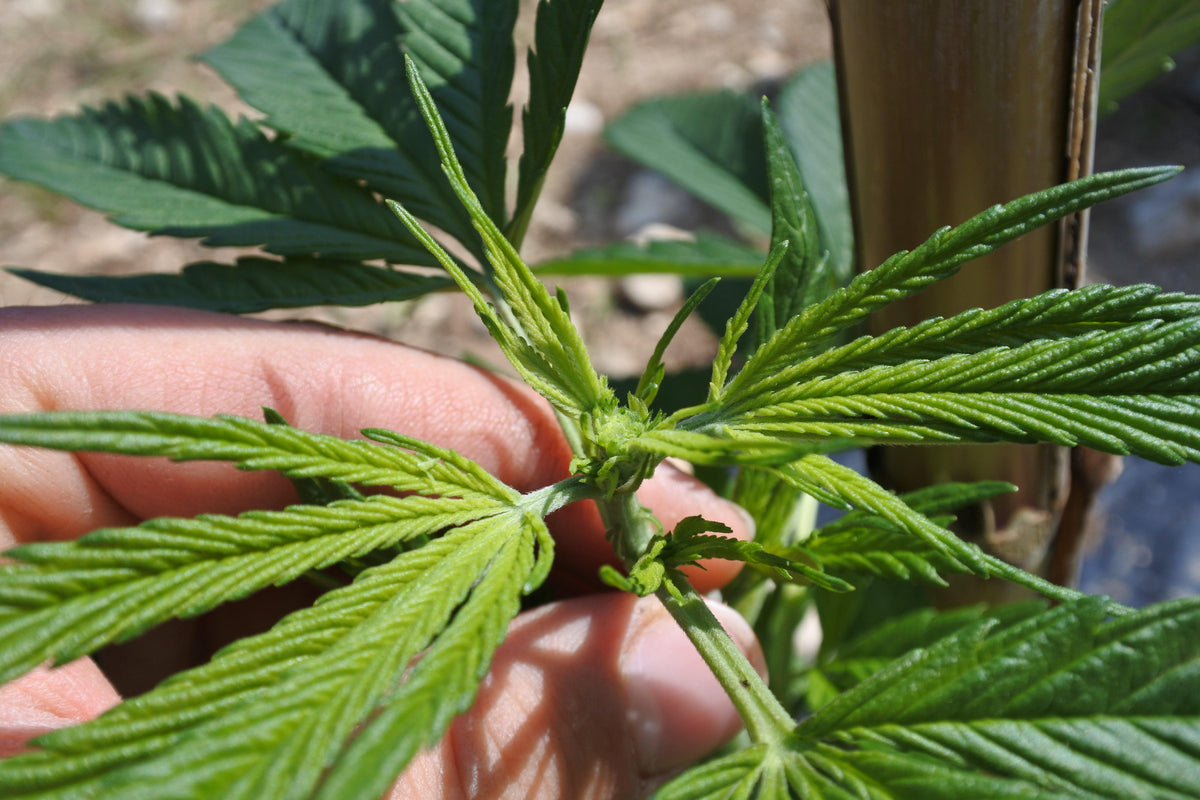 Come potare una pianta di cannabis