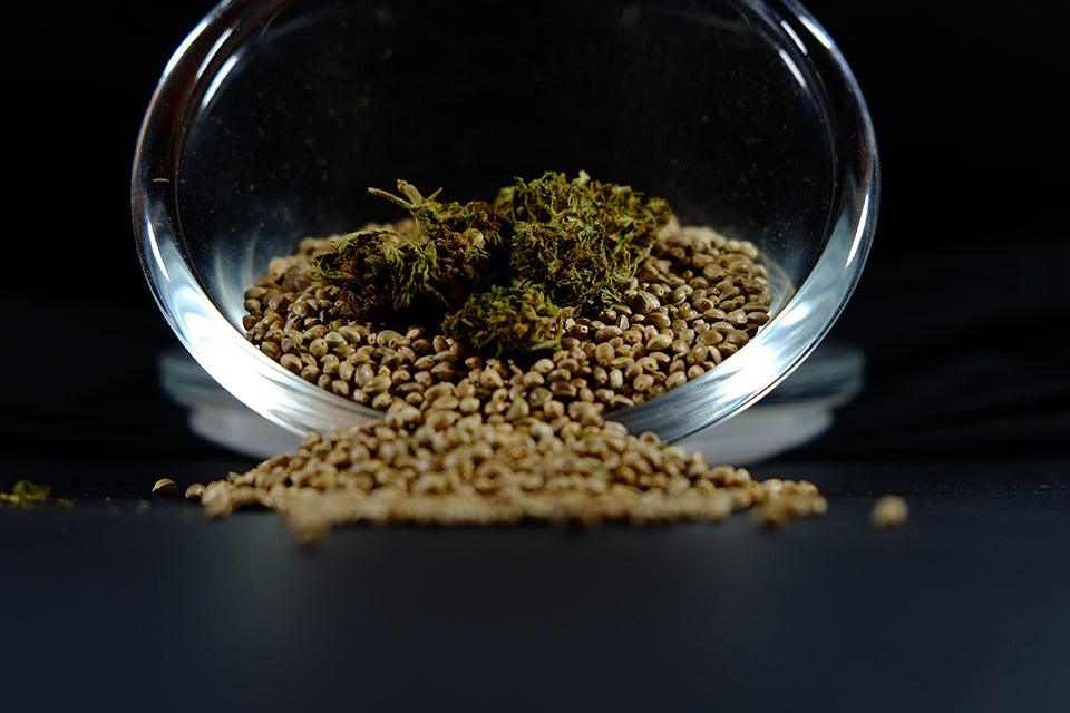 I semi di cannabis femminizzati - terredicannabis