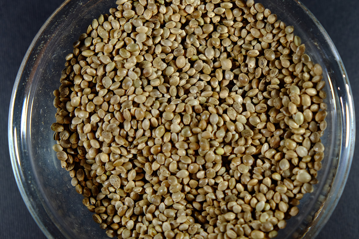 Come trovare i migliori semi di Cannabis