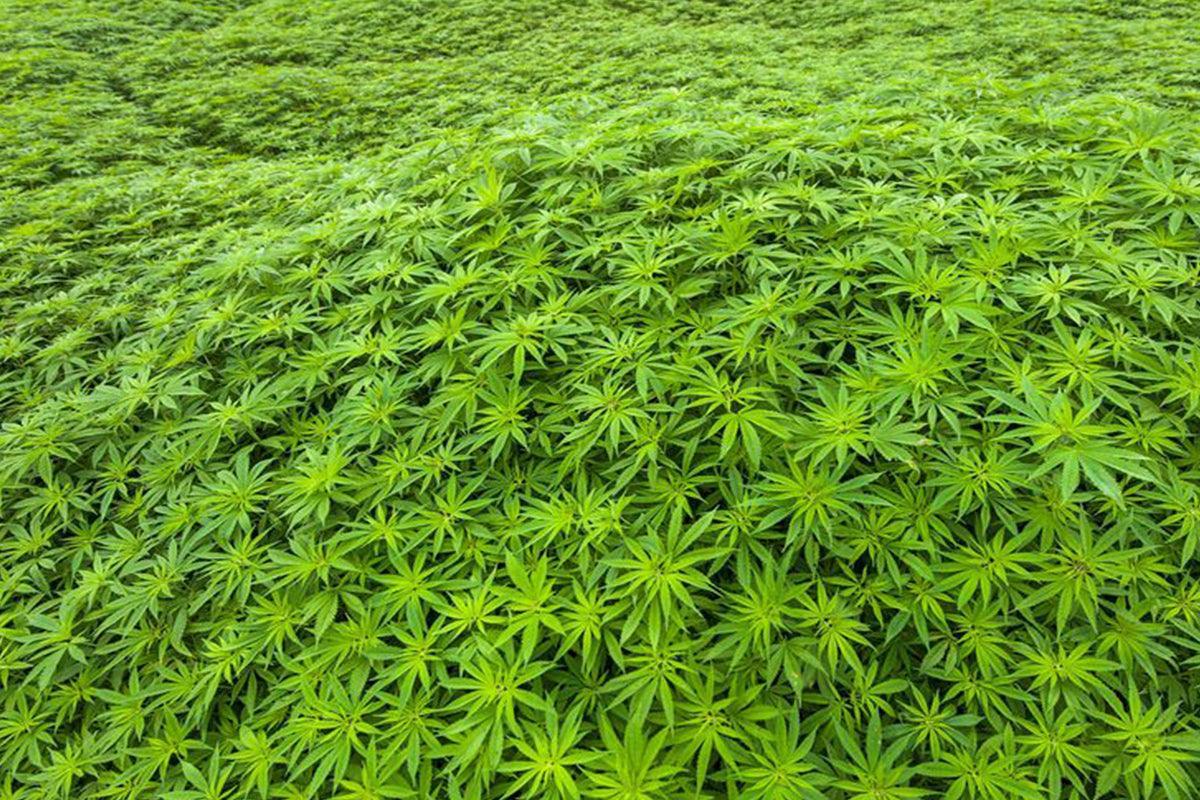 Cannabis light il possesso è legale?