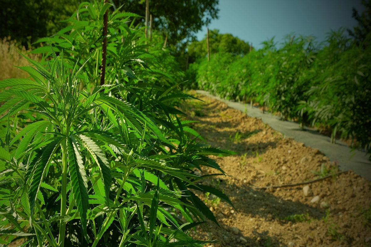 Cannabis light e cannabis terapeutica
