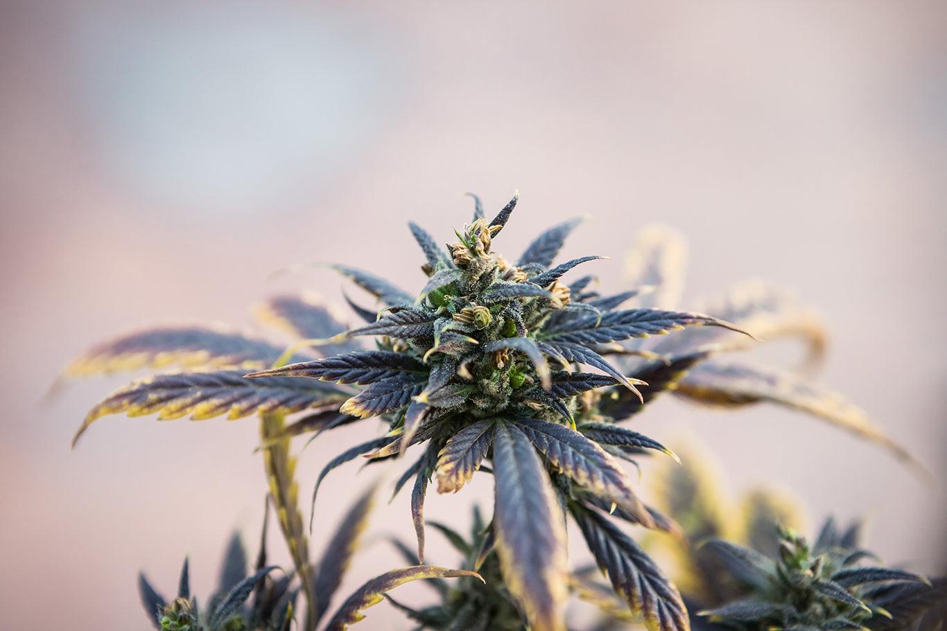 Cbd, fiore di cannabis sativa
