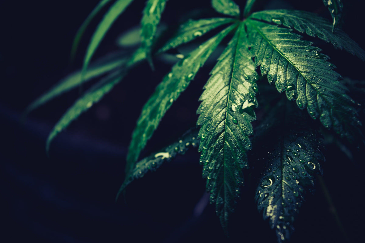 Cannabis e proibizionismo: quello che non ti hanno mai detto
