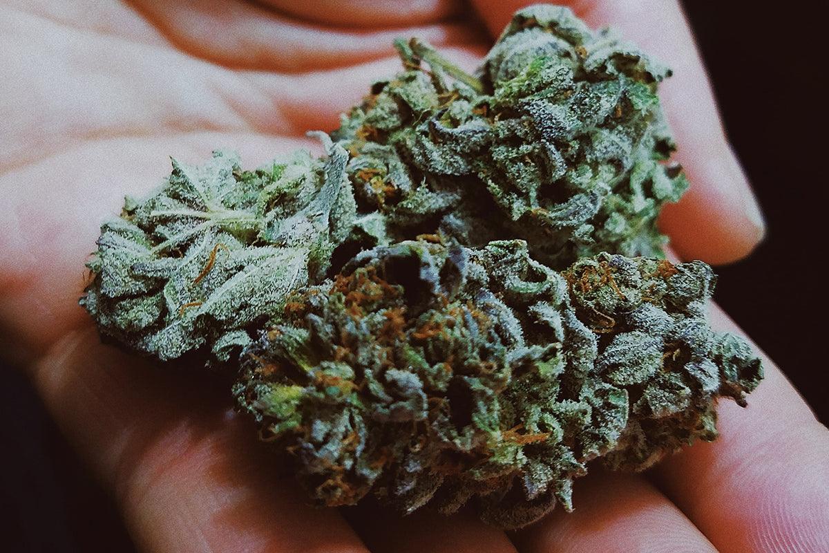 Marijuana: miti leggende e curiosità