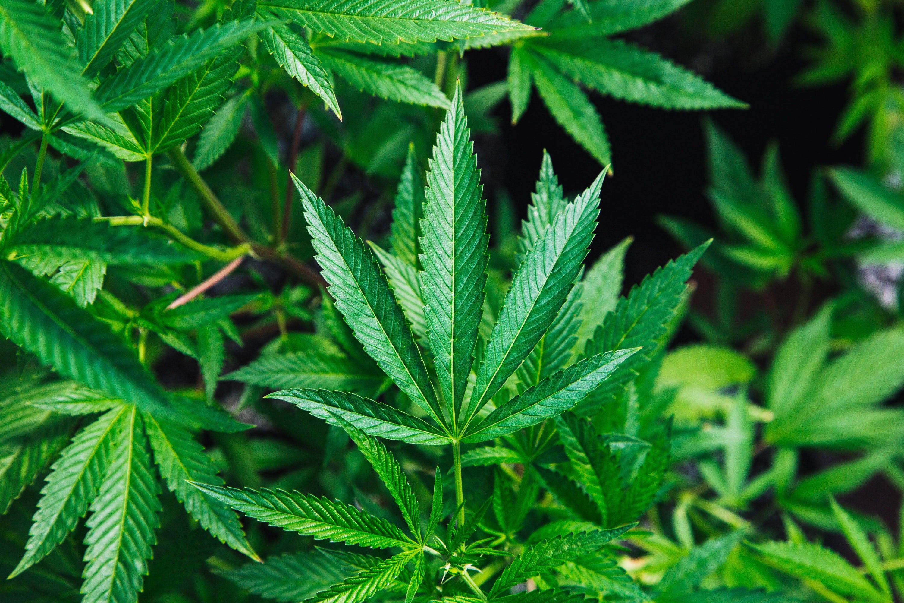 Foglia di marijuana in primo piano in un campo di cannabis
