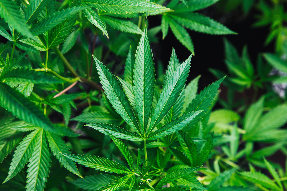 Quanto costa la cannabis al grammo?