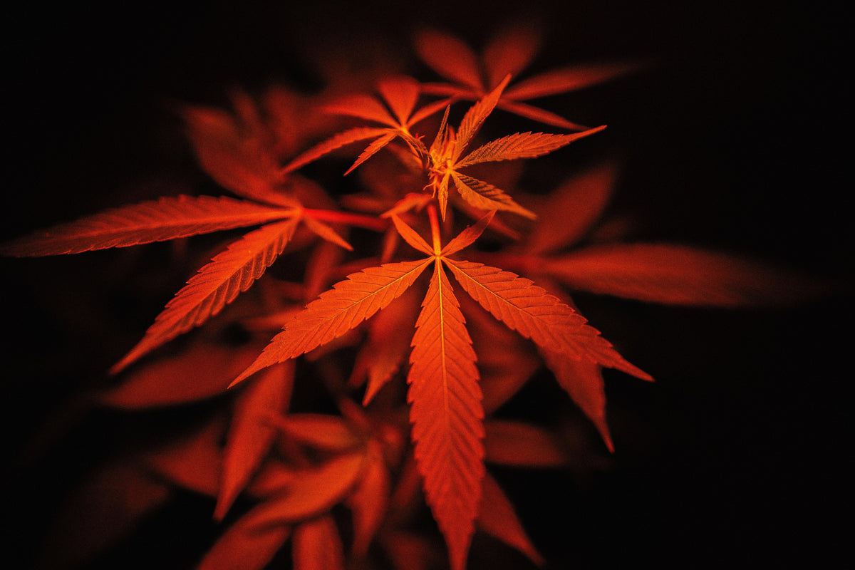 Legalizzazione marijuana: a che punto siamo
