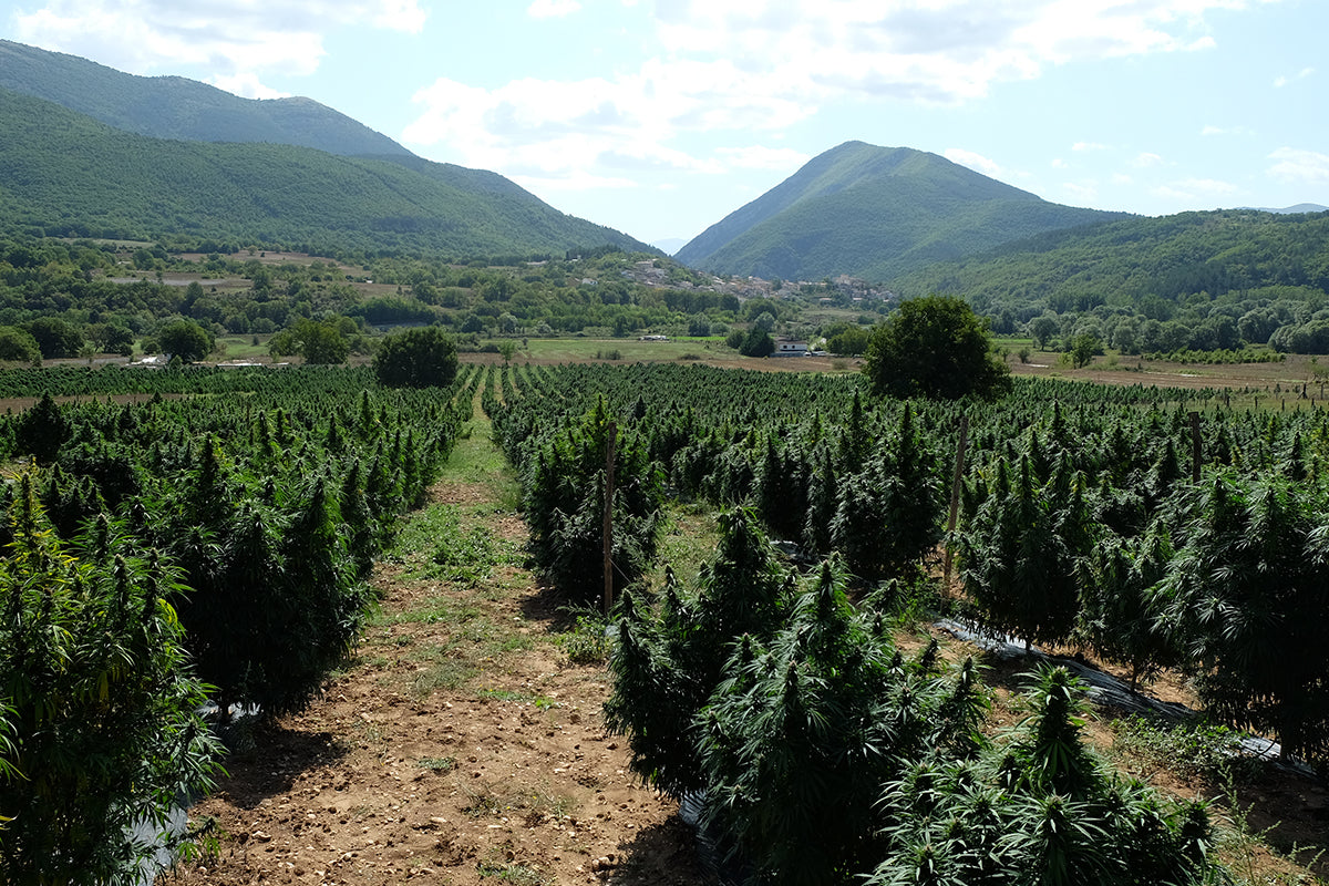 coltivazione Marijuana legale